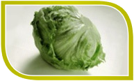 Eisbergalat Eisbergsalat