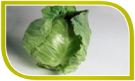 Weißkohl Weißkohl