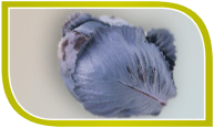 Rotkohl Rotkohl