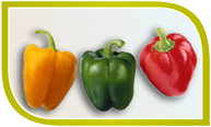 Paprika Paprika